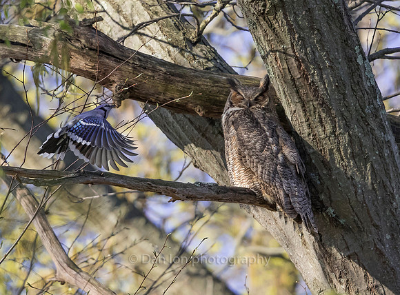 Those annoying Blue Jays