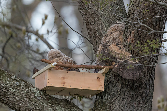 First signs of 'branching'. Getting close to flight