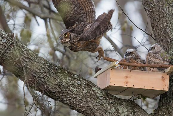 Great Horned Owl mother checking on the young
