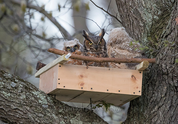 Great Horned Owl mother checking on the young