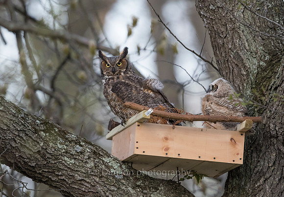 Great Horned Owl mother checking on the young