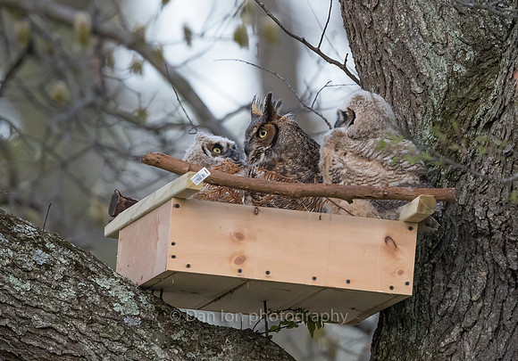 Great Horned Owl mother checking on the young