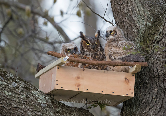 Great Horned Owl mother checking on the young