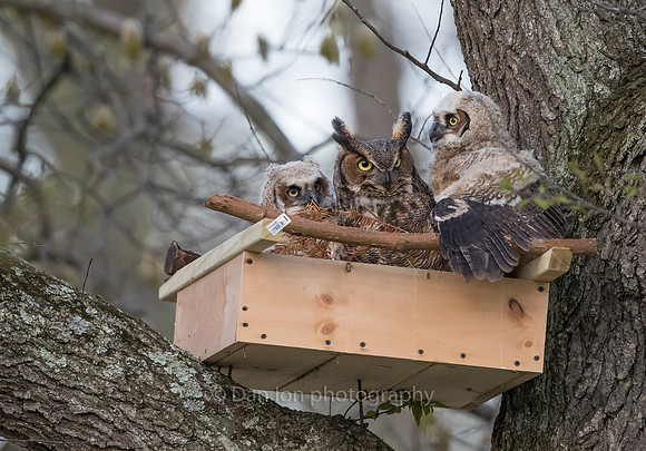 Great Horned Owl mother checking on the young