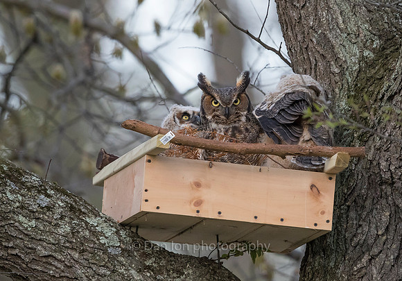 Great Horned Owl mother checking on the young