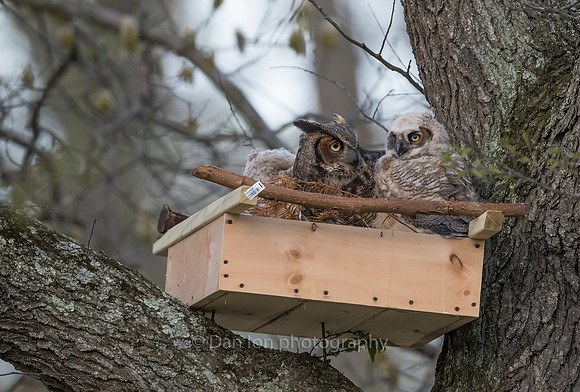 Great Horned Owl mother checking on the young