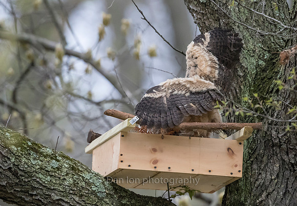 April 20. Growing fast and so are the wings and instinct to get out of the nest and fly
