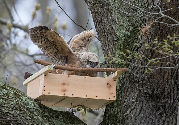 April 20. Growing fast and so are the wings and instinct to get out of the nest and fly
