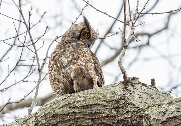 Desperate Great Horned Owl mother with rat. Searching for her owlets