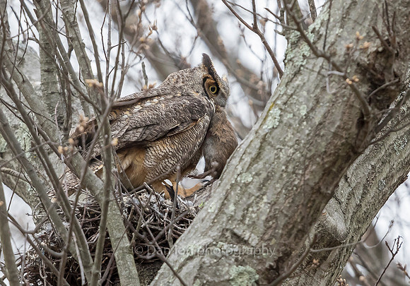 Nest is empty. Desperate Great Horned Owl mother