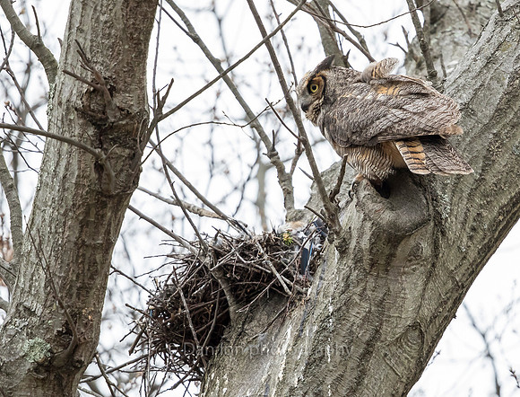 Nest is empty. Desperate Great Horned Owl mother