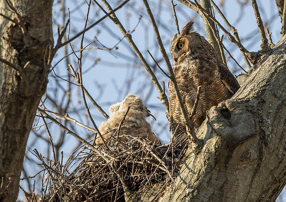 Owlet finishing off the rat