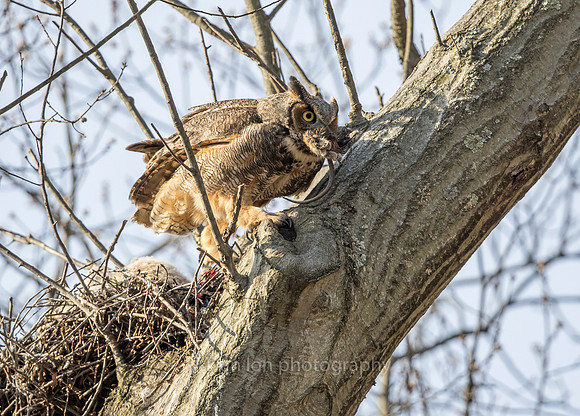 Great Horned Owl mother with leftover rat