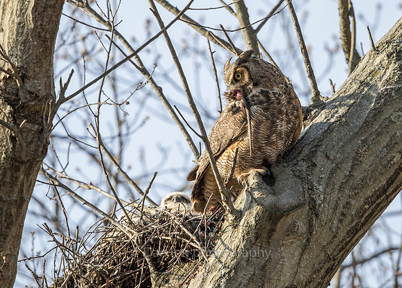 Great Horned Owl mother with leftover rat