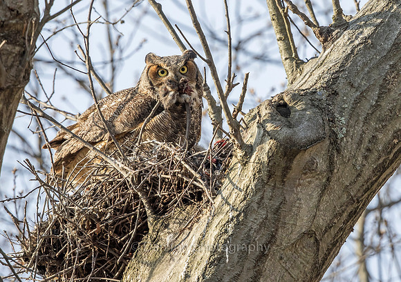 Great Horned Owl mother with leftover rat