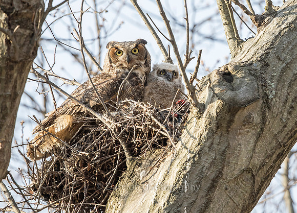 Checking out the crowd below