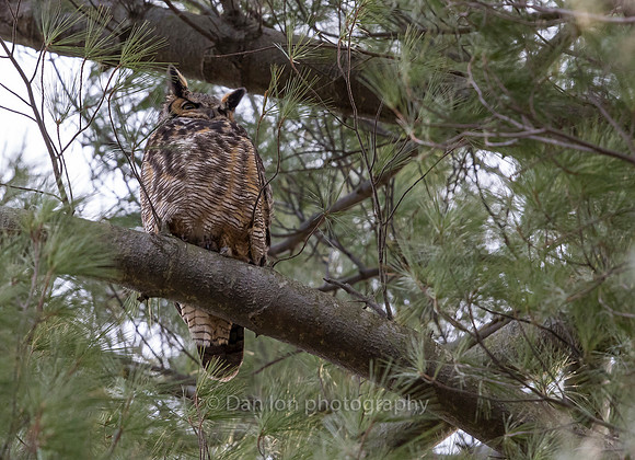 Great Horned Owl father. Seen around but not too often