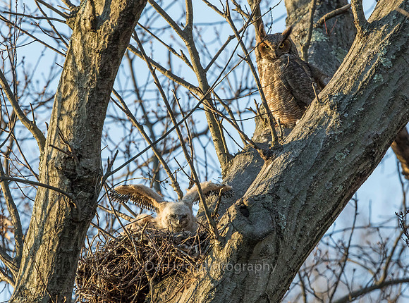 Great Horned Owl mother on watch