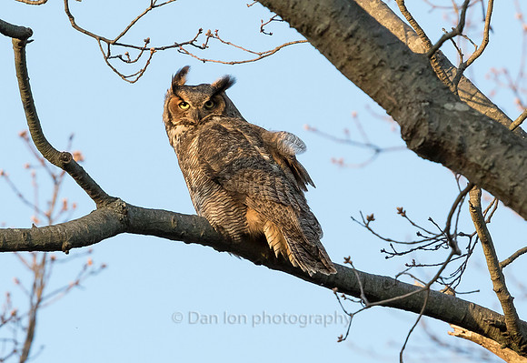 Great Horned Owl mother taking a break from the nest
