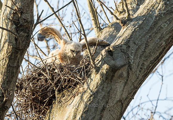 Yes, I have wings and I think I can fly! Maybe!