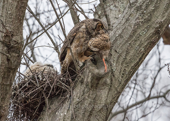 Great Horned Owl mother with leftover Mallard hen