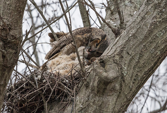 Great Horned Owl mother feeding the hungry chicks.