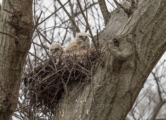 The two owlets brothers