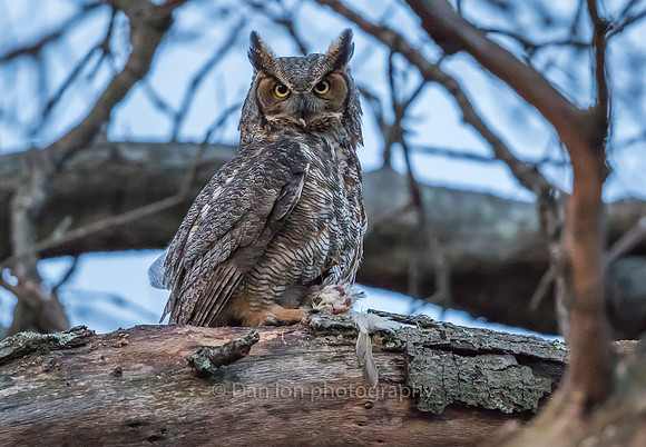 Great Horned Owl mother finishing off a small bird