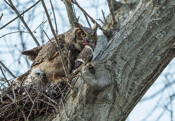 Great Horned Owl mother with today's meal. Mallard hen