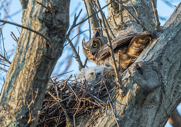 Great Horned Owl mother always looking out for danger