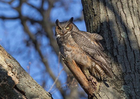 Great Horned Owl mother