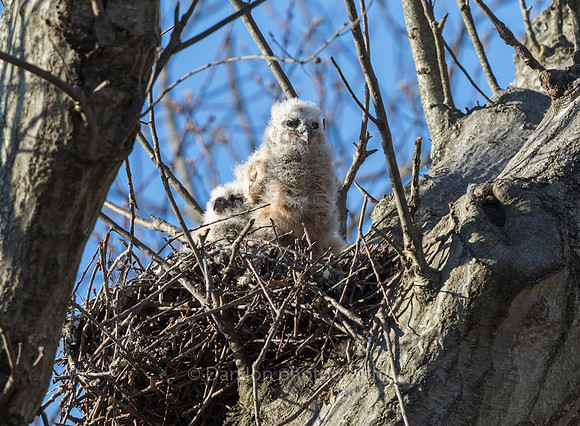 Great Horned  Owlets. Looking over the world around them.