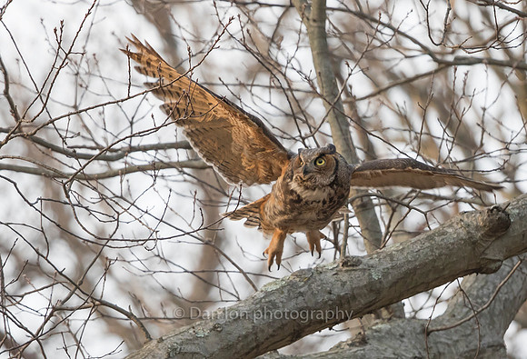Great Horned Owl mother in flight