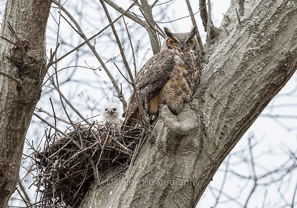Great Horned Owl mother and owlet