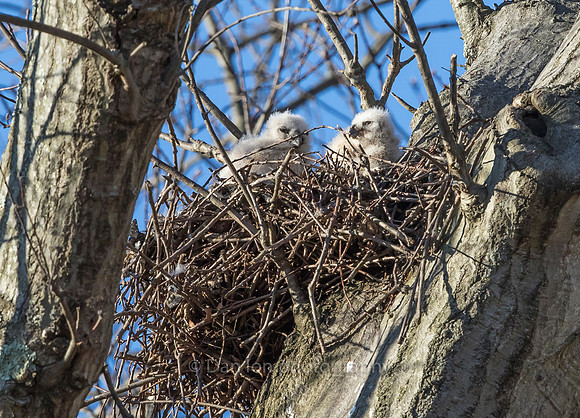 The owlets getting a bit of sunshine