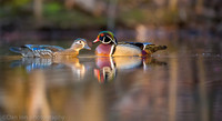 Wood duck pair on pond, Long Island NY
