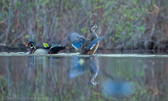 Mating wood ducks, pond, Long Island NY