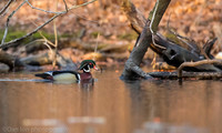 Wood ducks on pond, Long Island NY