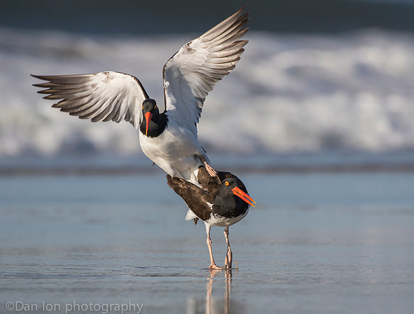 American oystercatchers mating, Nickerson Beach NY