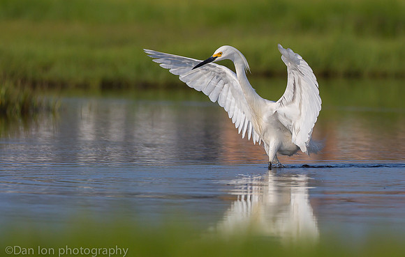 Snowy egret feeding frenzy on marsh, Long Island NY