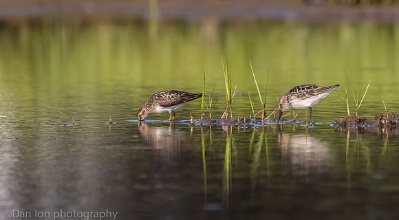 Semipalmated sandpipers on marsh, Long Island NY