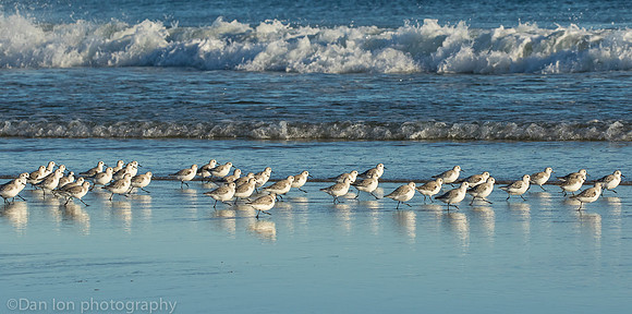 Sanderlings chasing surf, Jones Beach NY