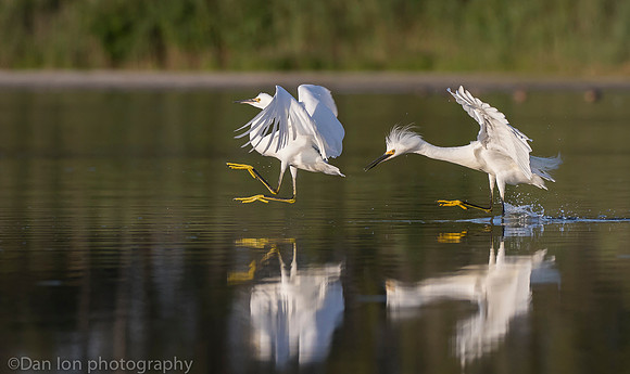 Aggressive snowy egret chasing competitor, Jamaica Bay NY