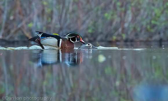 Mating wood ducks, pond, Long Island NY
