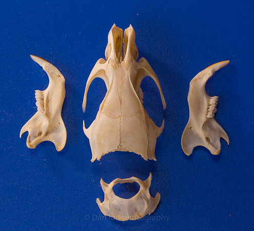 Skull and lower mandibles after a thorough cleaning