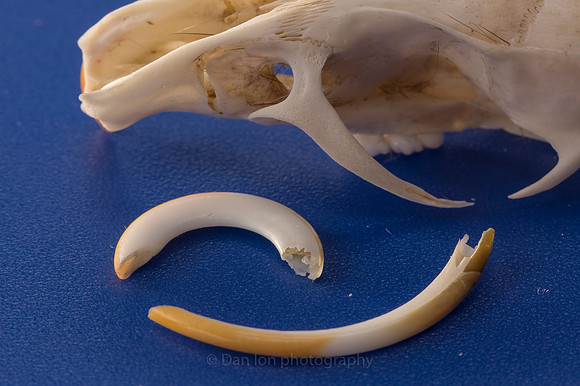 Skull with the upper and lower incisors removed