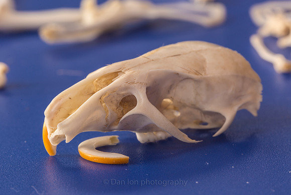 Vole skull with one of the top incisors removed