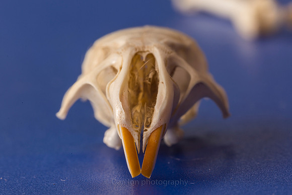 Skull after a thorough cleaning