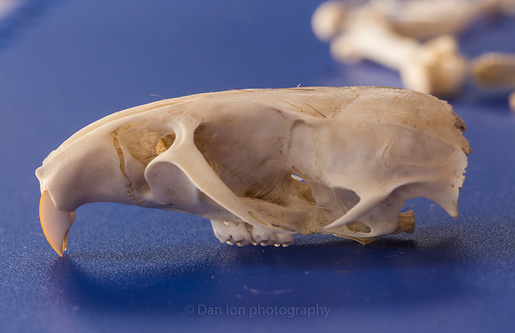 Skull after a thorough cleaning