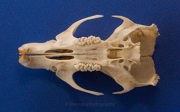 Skull after a thorough cleaning